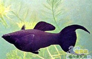 黑瑪麗魚